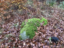 Geel Skov Runddysse
