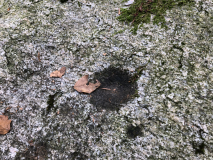 Hornbæk Plantage skåltegn