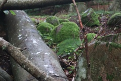 Slettedalsagre Langdysse