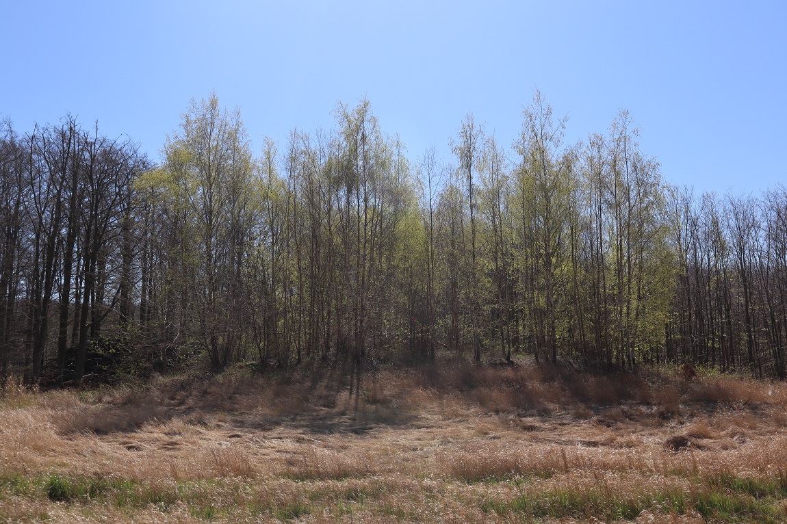 Marienborg Nylukke Skov Langdysse 1