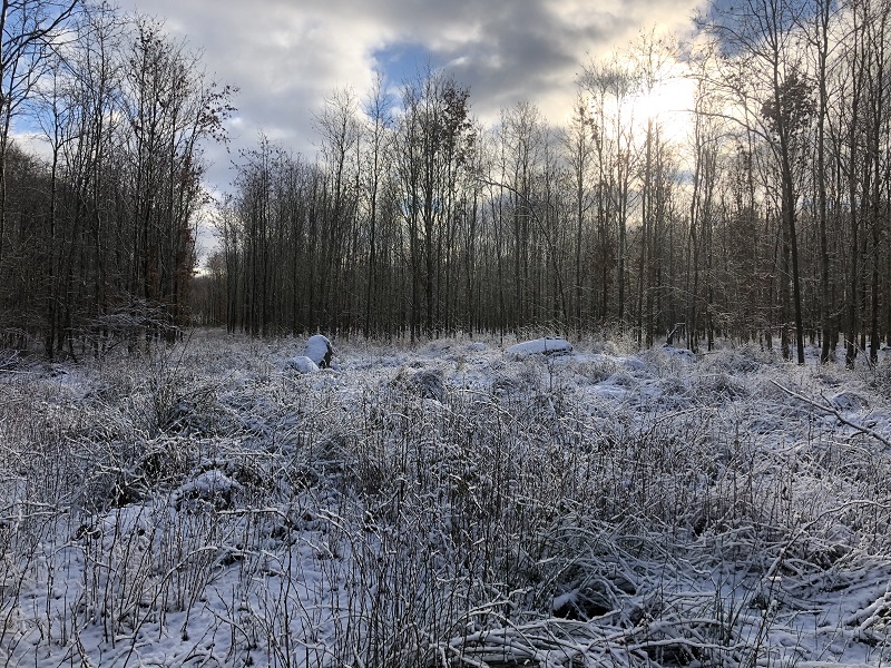 Glumsø Østerskov Langdysse 1