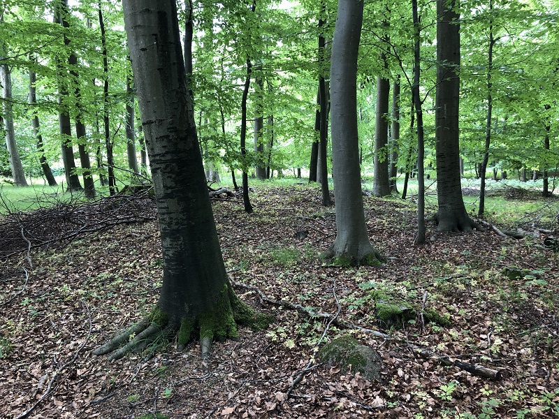 Sorø Sønderskov Langdysse 2
