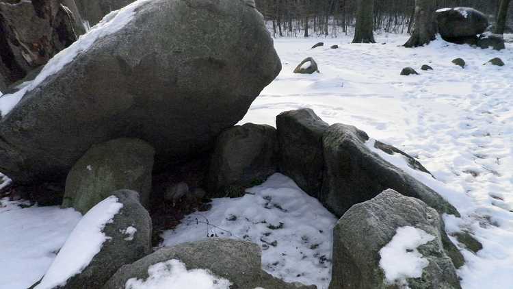 Pipstorn Skov Langdysse 4