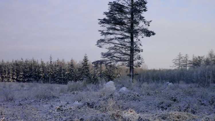 Click for the gallery page to add comments and vote (PID:71636) Tvede Skov Runddysse