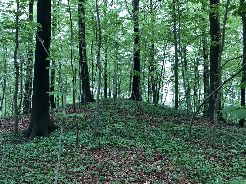 Pipstorn Skov Rundhøj 1