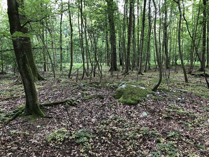 Broby Vesterskov Runddysse 1