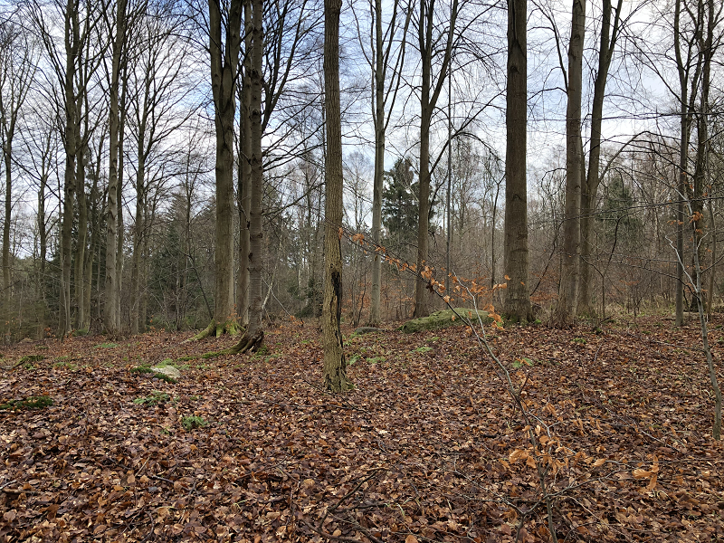 Hornbæk Plantage Langdysse 3