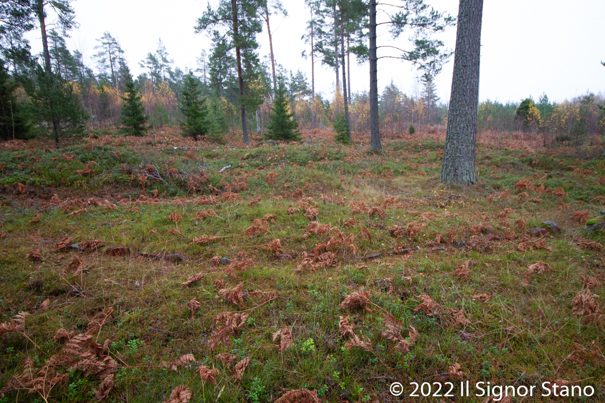 Björkens/Söderskog