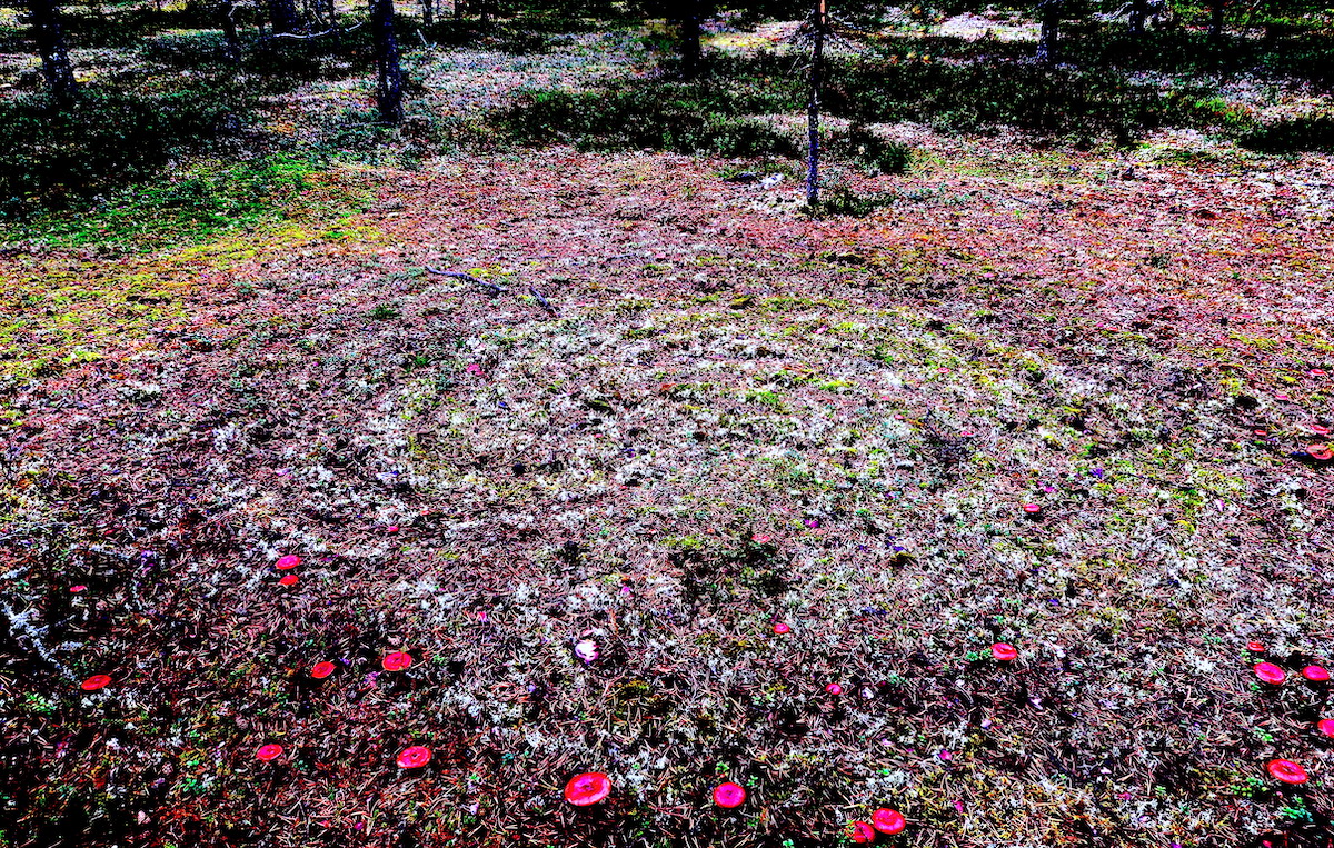 Savukoski Turf Maze