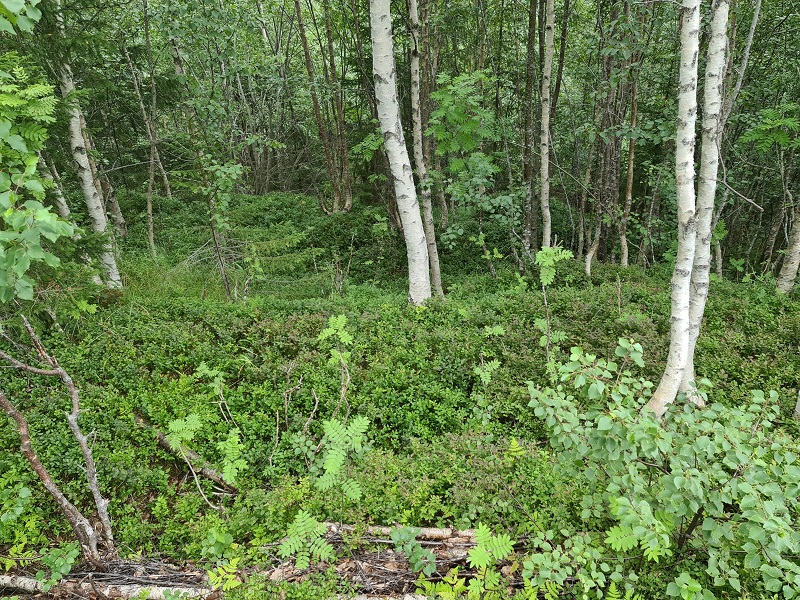 Gullset Hillfort