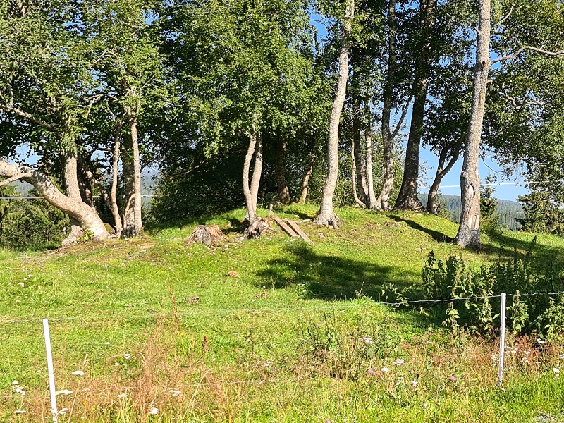 Ryggvoll-Moholt