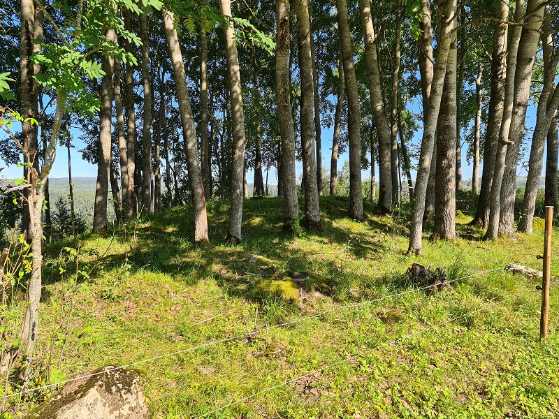 Ryggvoll-Moholt