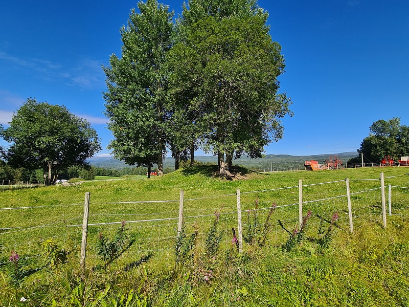 Ryggvoll-Moholt