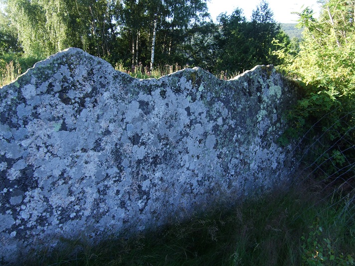 Steinmerra