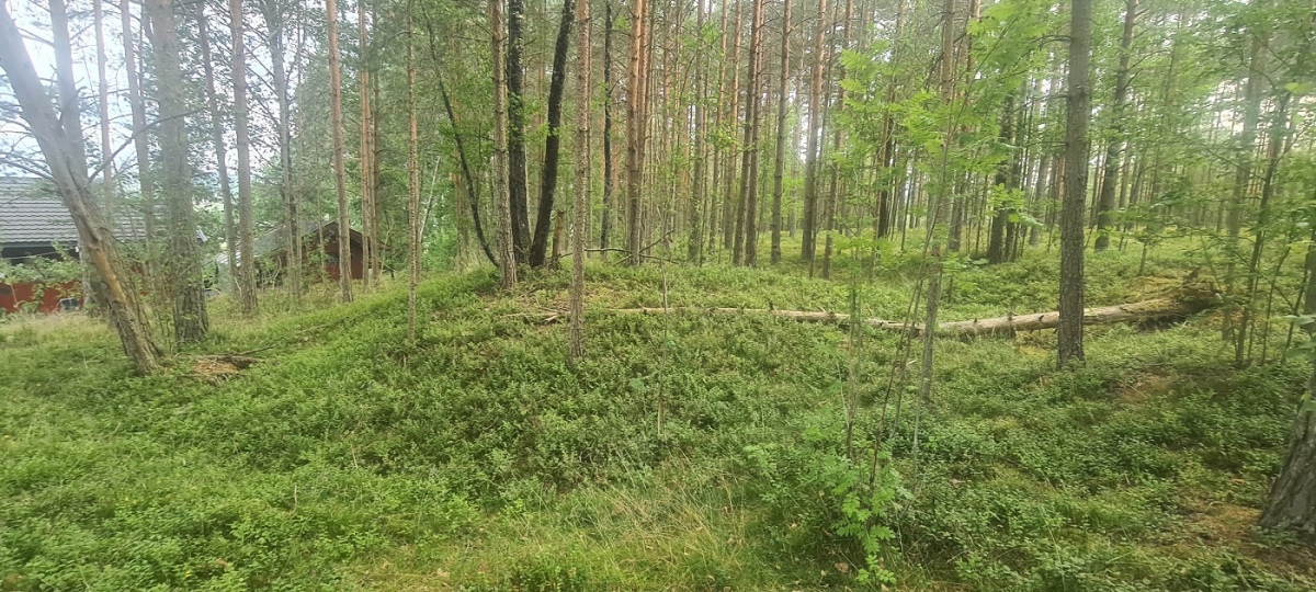 Sigelhusmoen