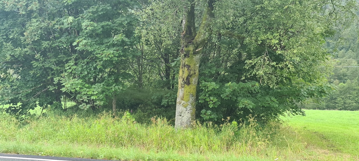 Hægebostad-Lysthaugen