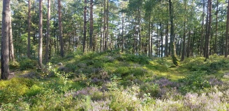 Hove Leir gravhauger