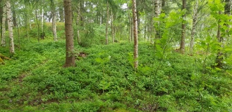 Skrubbhaugen