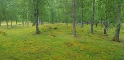 Click for full size image of Hæreidsmoen (PID:216952) Hæreidsmoen