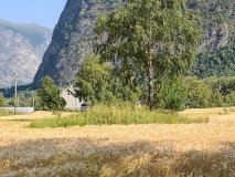 Mosvegen