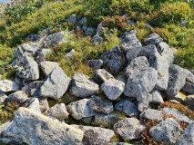 Gangerheia