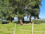 Ryggvoll-Moholt