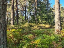 Enerås-Hovum