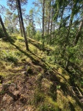 Romskollen