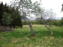 Bø ancient farms