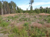 Store-Dal Gravfelt