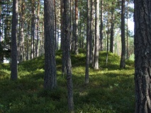 Fjonemøane