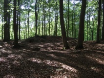 Bøkeskogen