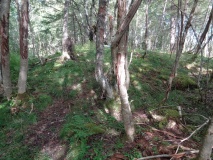 Jyssan
