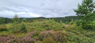 Skollhaugane