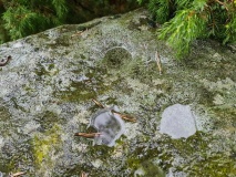 Linnestad Cup-Marked Stone