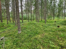Tyri-Vedlandsvegen