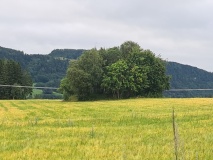 Midjo