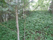 Storhaugen-Totenvegen