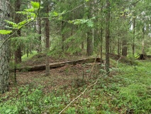 Briskemoen