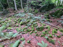 Adalsborgen Hillfort - PID:265576