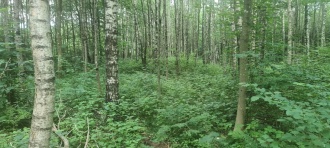 Ulleberg