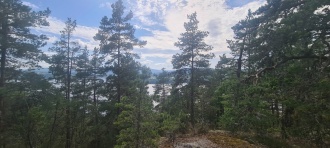Liakollen
