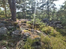 Kørpeknøtten