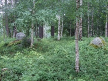 Veen
