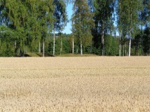 Skauen