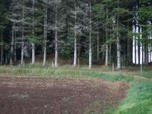 Gunnarshaug