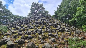 Slyngplanteviga