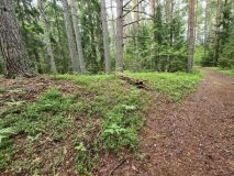 Briskemoen