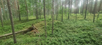 Sigelhusmoen
