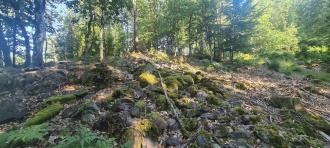 Signalåsen